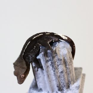 바이올렛*ab
