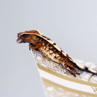 세이블