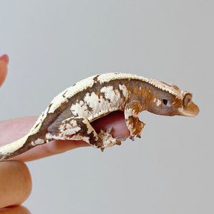 세이블