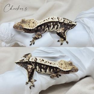 쿠키