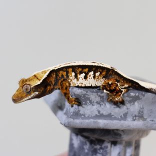 Tri Moncosa