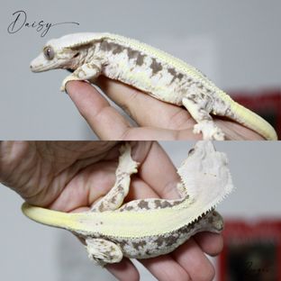 데이지