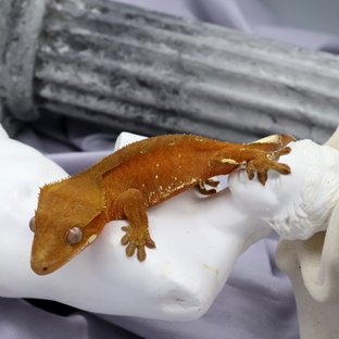 바이 팬텀 레드