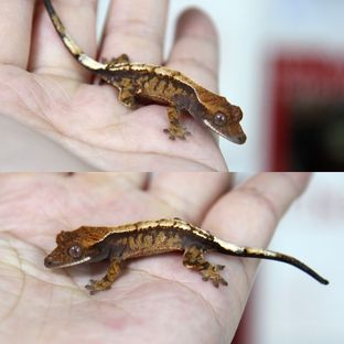 로지*선셋