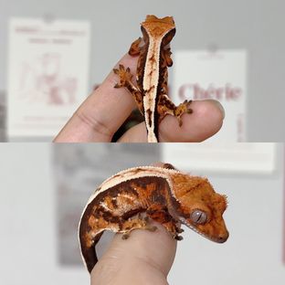 마젠타*헨젤