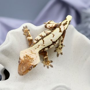 세이블