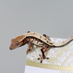 세이블