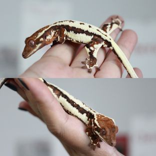 헨젤*스칼렛