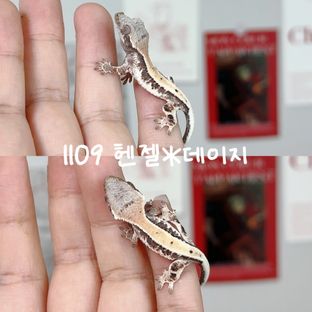 헨젤*데이지