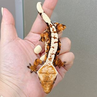 텐저린 트라이