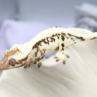 릴리 세이블