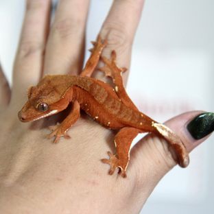 로즈*올인