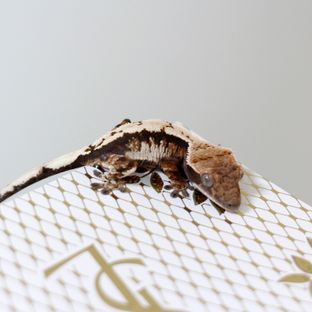 세이블