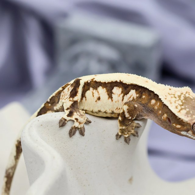 세이블