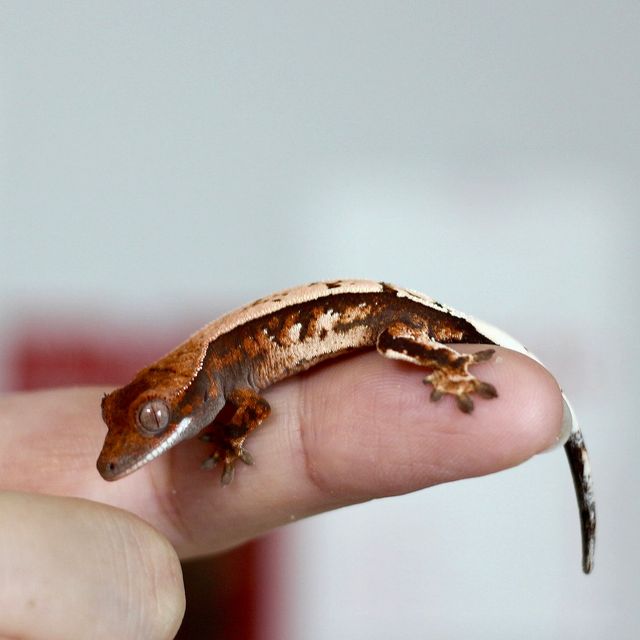 세이블