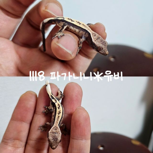 세이블