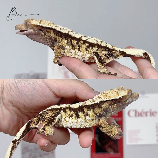 트라이 에밀리