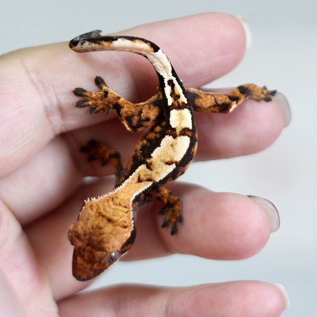 세이블