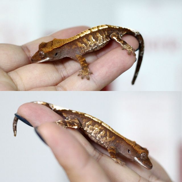 카푸치노