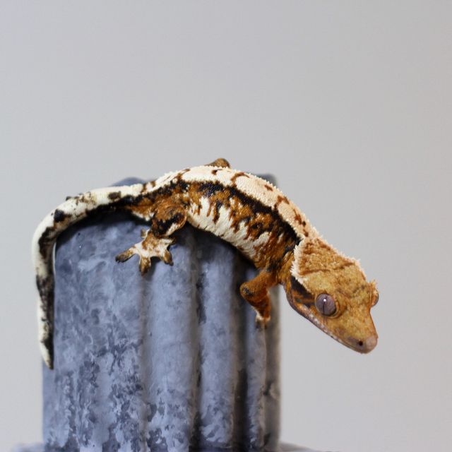 트라이