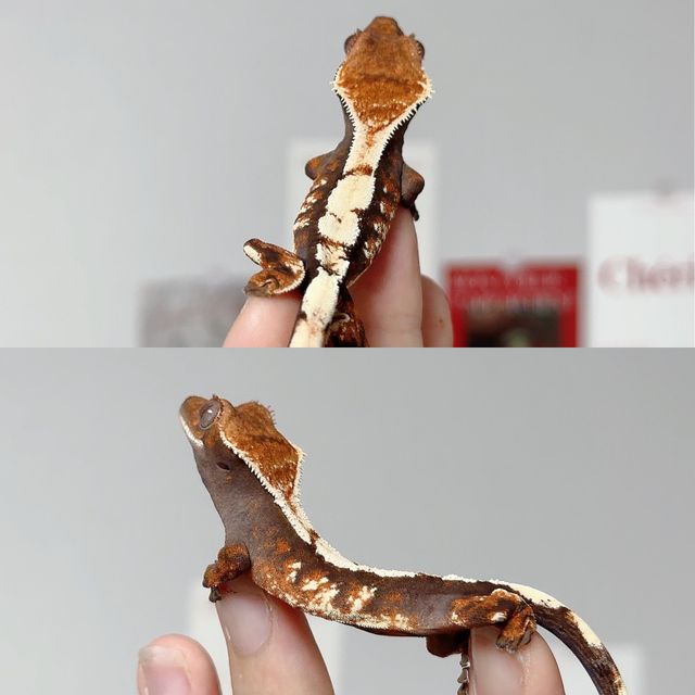 세이블