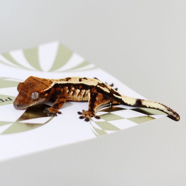 세이블