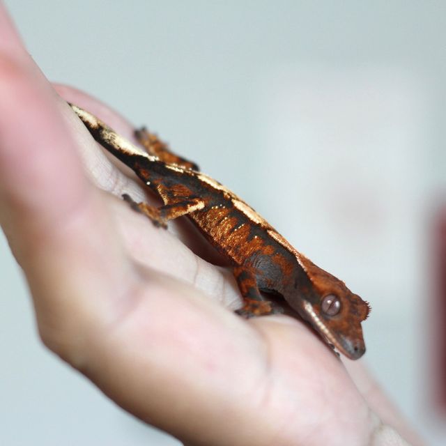 세이블