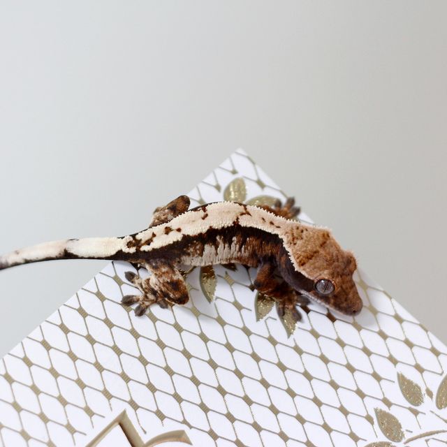 세이블