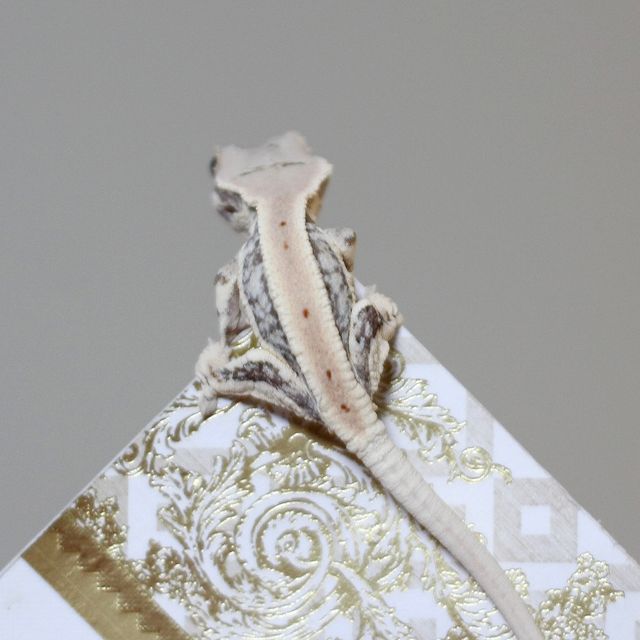 Lilly White Zengex