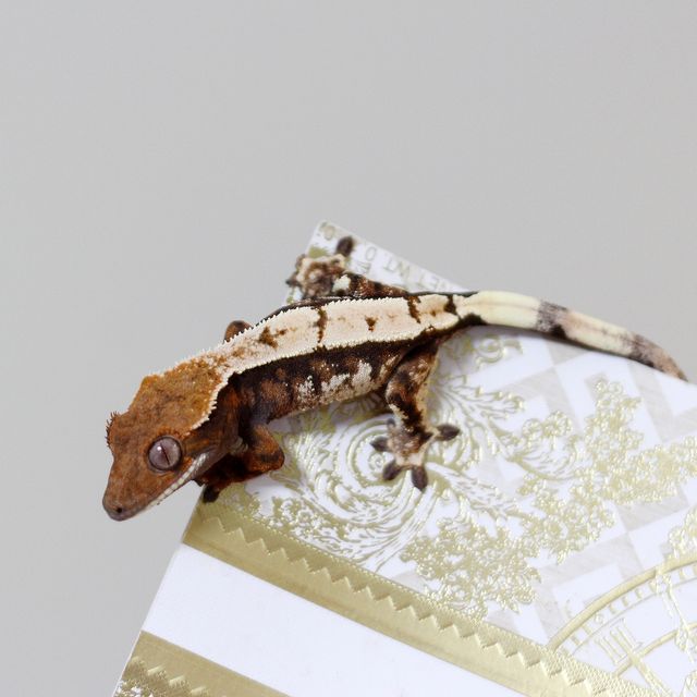 세이블