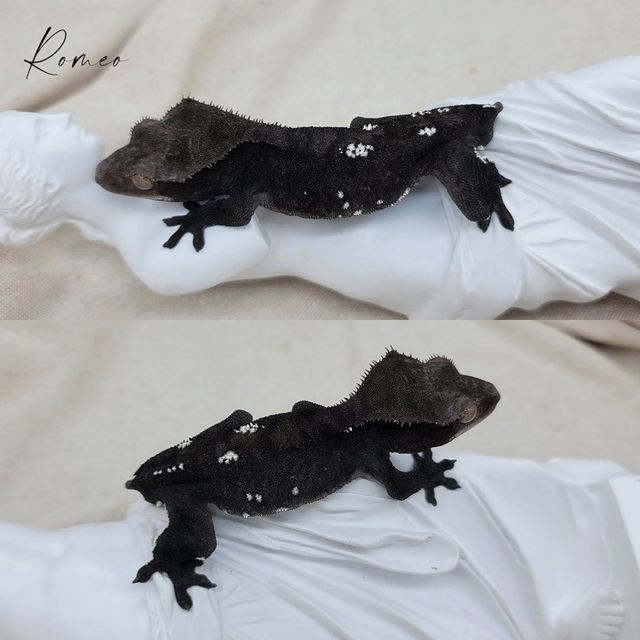 아잔틱