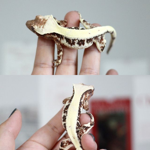 릴리 세이블