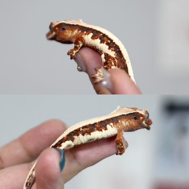 릴리 세이블
