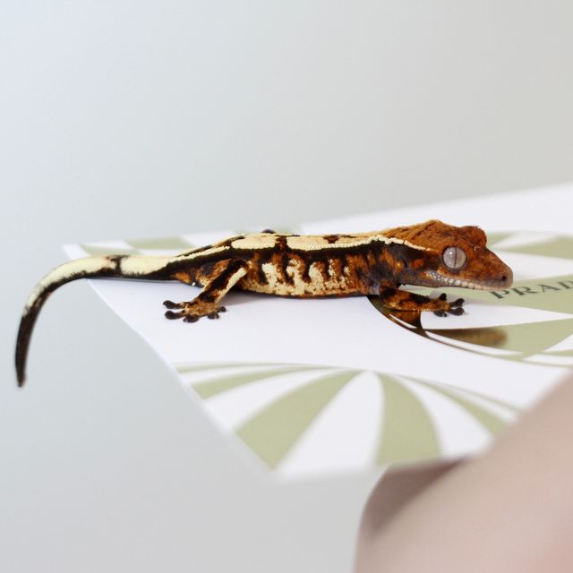 세이블