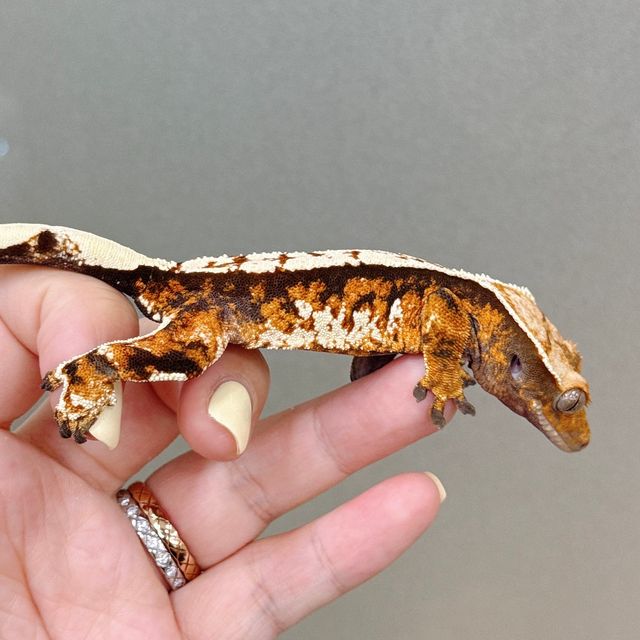 텐저린 트라이