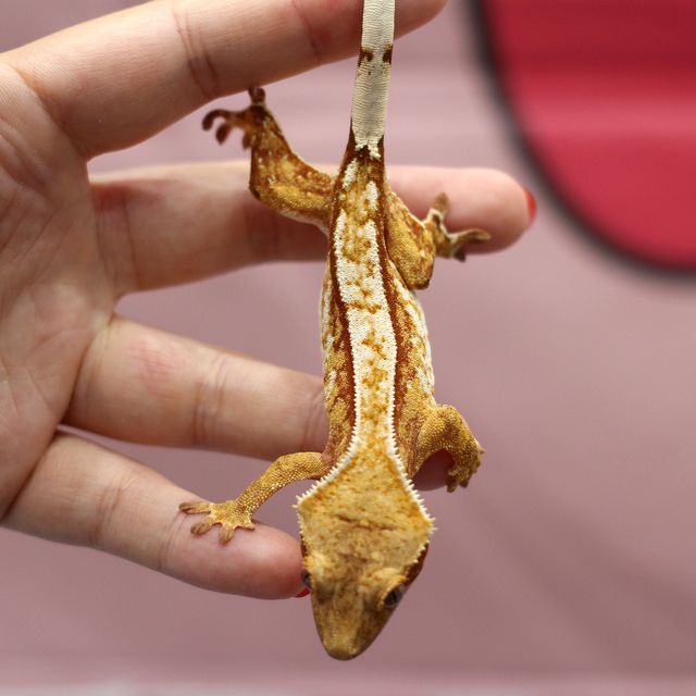 레드 트라이 에밀리