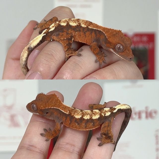 세이블