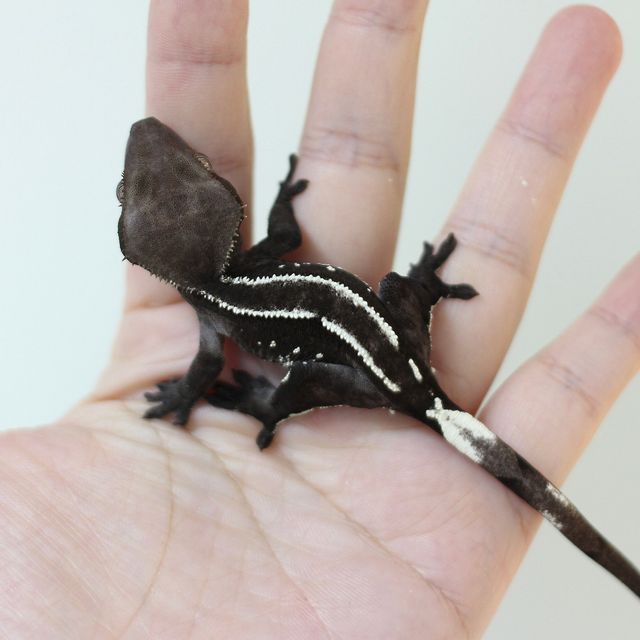 아잔틱