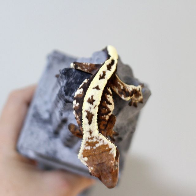 세이블