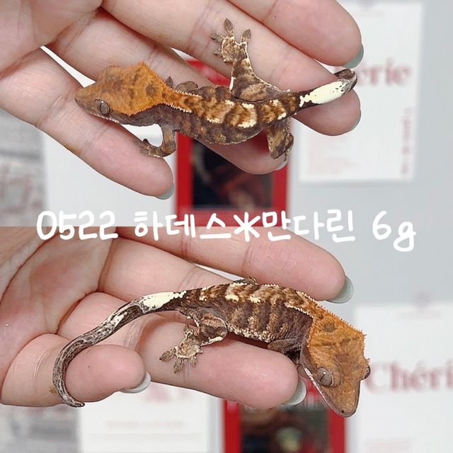 카푸치노