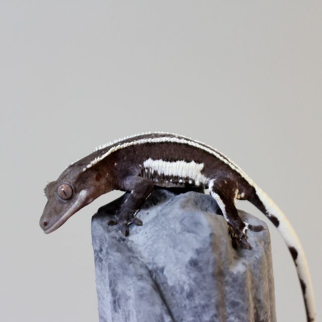 릴잔틱