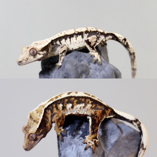 블랙 젠젝스 화이트