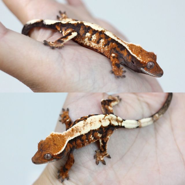 세이블