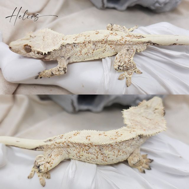 트라이