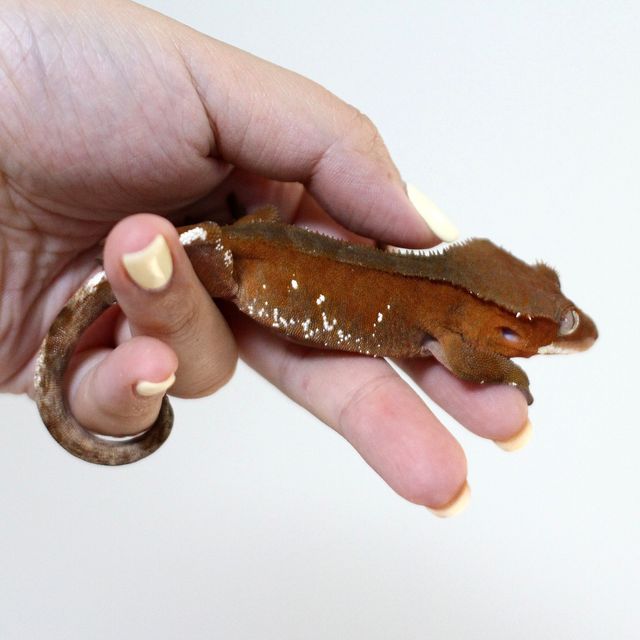 바이 레드