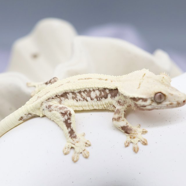 Lilly White