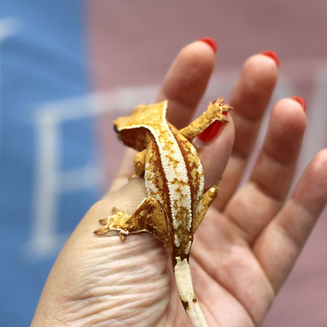 레드 트라이 에밀리