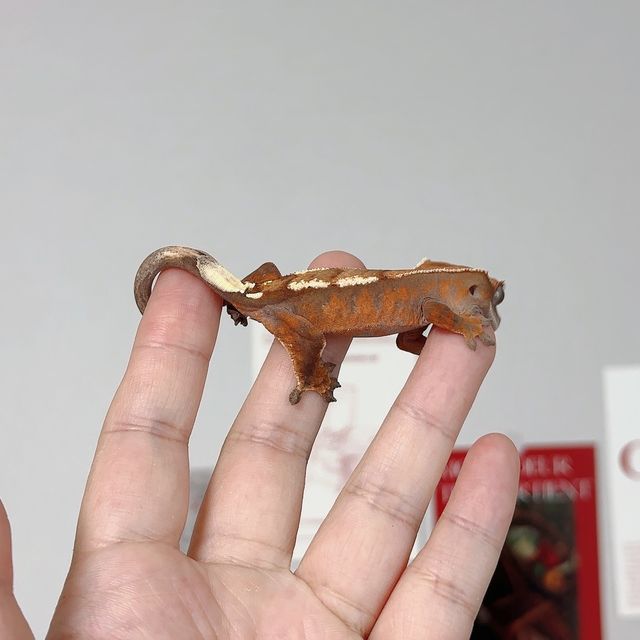 세이블
