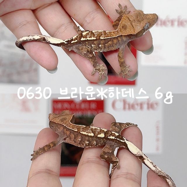 카푸치노