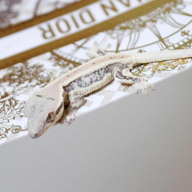 Lilly White Zengex
